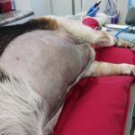 Animal Doctor Mass Removal/Excision