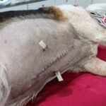 Animal Doctor Mass Removal/Excision