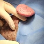 Animal Doctor Mass Removal/Excision