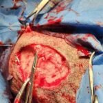 Animal Doctor Mass Removal/Excision