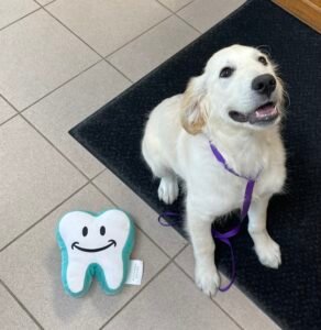 Animal Doctor Dental Cleanings and Extractions