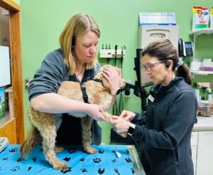 Animal Doctor