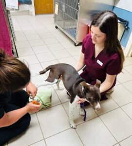 Animal Doctor Wellness Care