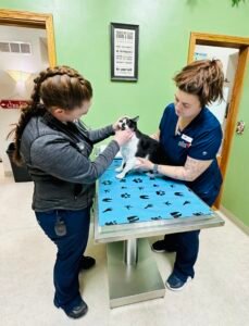 Animal Doctor Wellness Care