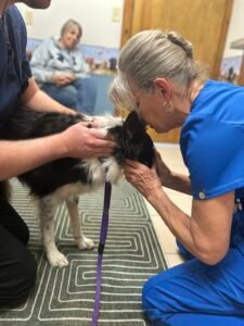 Animal Doctor Chiropractic Adjustments