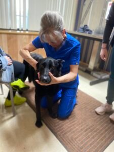 Animal Doctor Chiropractic Adjustments