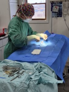 Animal Doctor