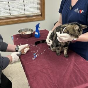 Animal Doctor