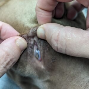 Animal Doctor Entropion Repair