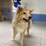 Animal Doctor End of Life Care