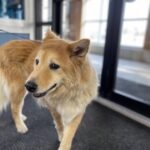 Animal Doctor End of Life Care